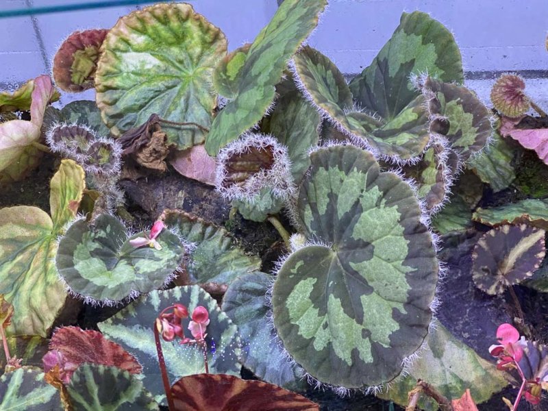 Begonia mashanica, plante d'intérieur, terrarium, Paris 19e (75)