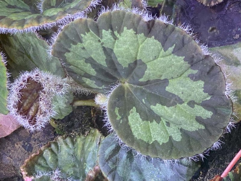 Begonia mashanica, plante d'intérieur, terrarium, Paris 19e (75)