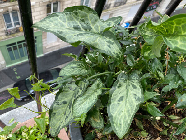 Arum italicum 'Monksilver', au printemps sur mon balcon parisien, Paris 19e (75)