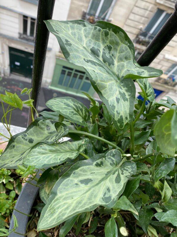 Arum italicum 'Monksilver', au printemps sur mon balcon parisien, Paris 19e (75)