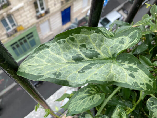 Arum italicum 'Monksilver', au printemps sur mon balcon parisien, Paris 19e (75)