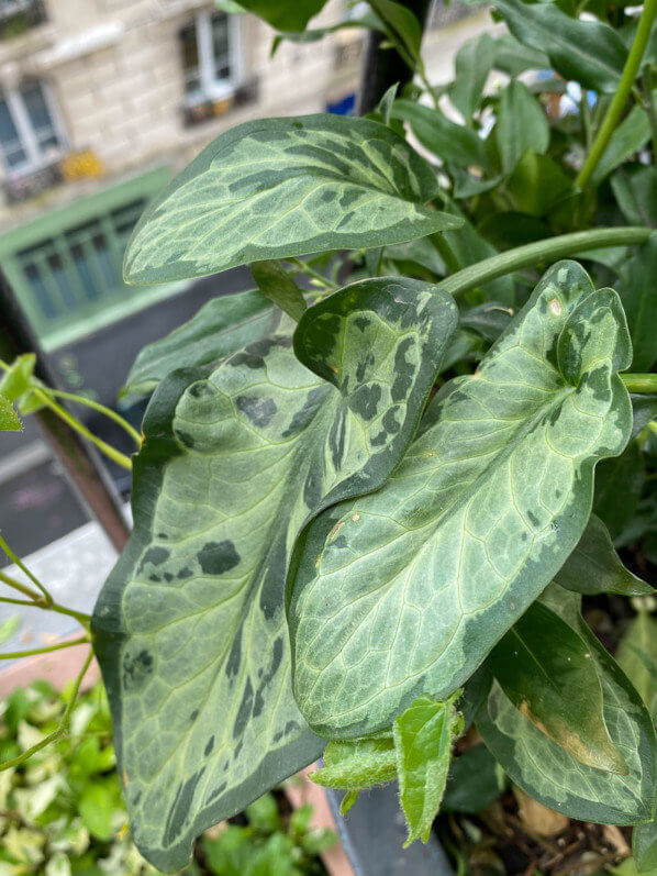 Arum italicum 'Monksilver', au printemps sur mon balcon parisien, Paris 19e (75)