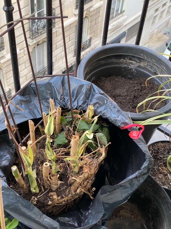 Arundo donax 'Variegata Compact Elly' au printemps sur mon balcon parisien, Paris 19e (75)