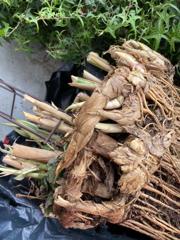 Division d'une potée d'Arundo donax 'Variegata Compact Elly', au printemps sur mon balcon parisien, Paris 19e (75)