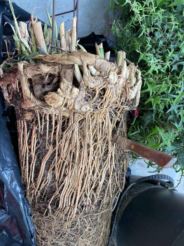 Division d'une potée d'Arundo donax 'Variegata Compact Elly', au printemps sur mon balcon parisien, Paris 19e (75)