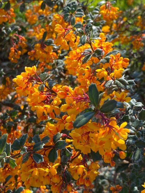 Berberis darwinii, fleurs, arbuste, au printemps dans le Jardin des plantes, Paris 5e (75)