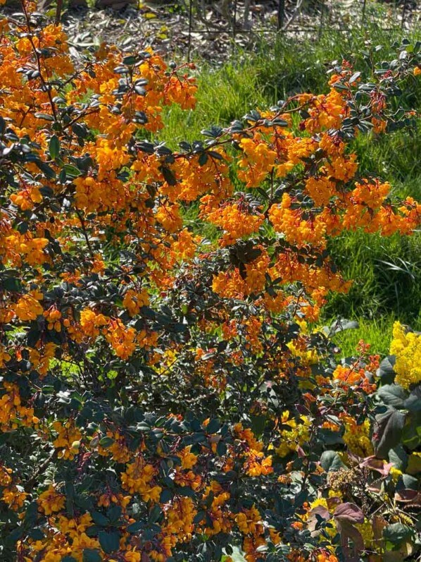 Berberis darwinii, fleurs, arbuste, au printemps dans le Jardin des plantes, Paris 5e (75)