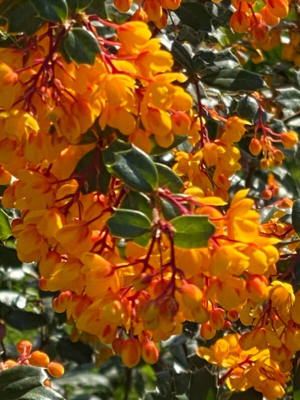 Berberis darwinii au printemps dans le Jardin des plantes, Paris 5e (75)