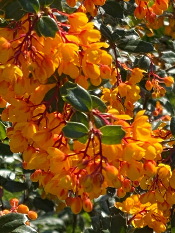 Berberis darwinii au printemps dans le Jardin des plantes, Paris 5e (75)