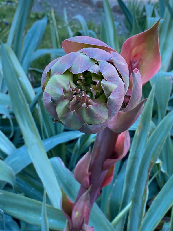 Beschorneria yuccoides, hampe florale, au printemps dans le Jardin des plantes, Paris 5e (75)