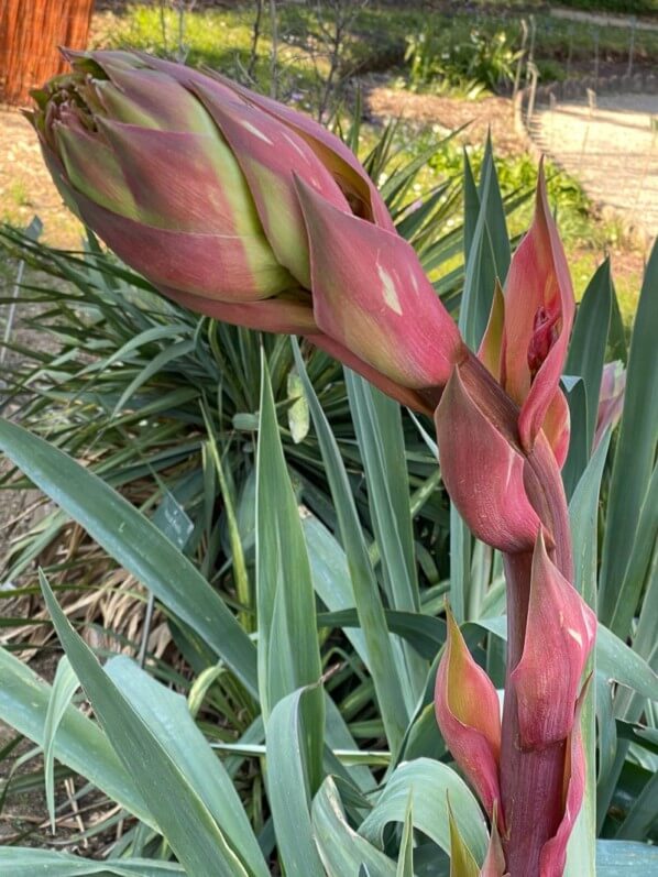 Beschorneria yuccoides, hampe florale, au printemps dans le Jardin des plantes, Paris 5e (75)