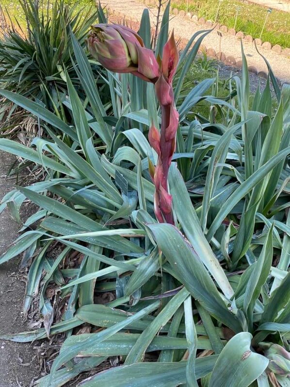 Beschorneria yuccoides, hampe florale, au printemps dans le Jardin des plantes, Paris 5e (75)