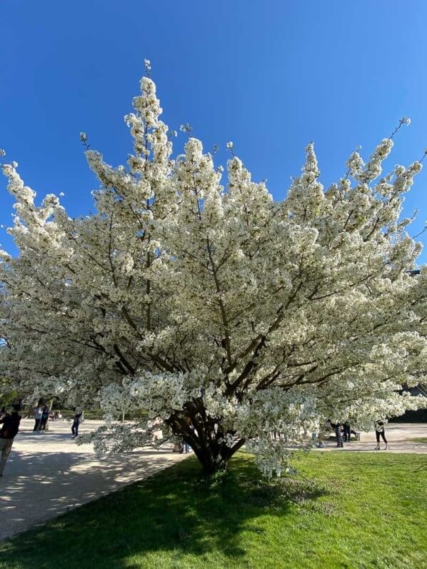 Cerisier du Japon, Prunus Gp. Sato-Zakura, au printemps dans le Jardin des plantes, Paris 5e (75)