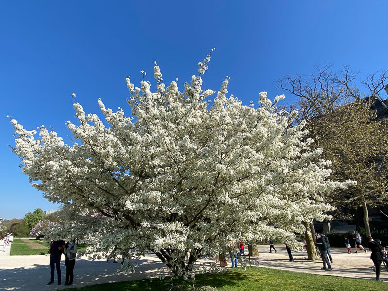 Cerisier du Japon, Prunus Gp. Sato-Zakura, au printemps dans le Jardin des plantes, Paris 5e (75)