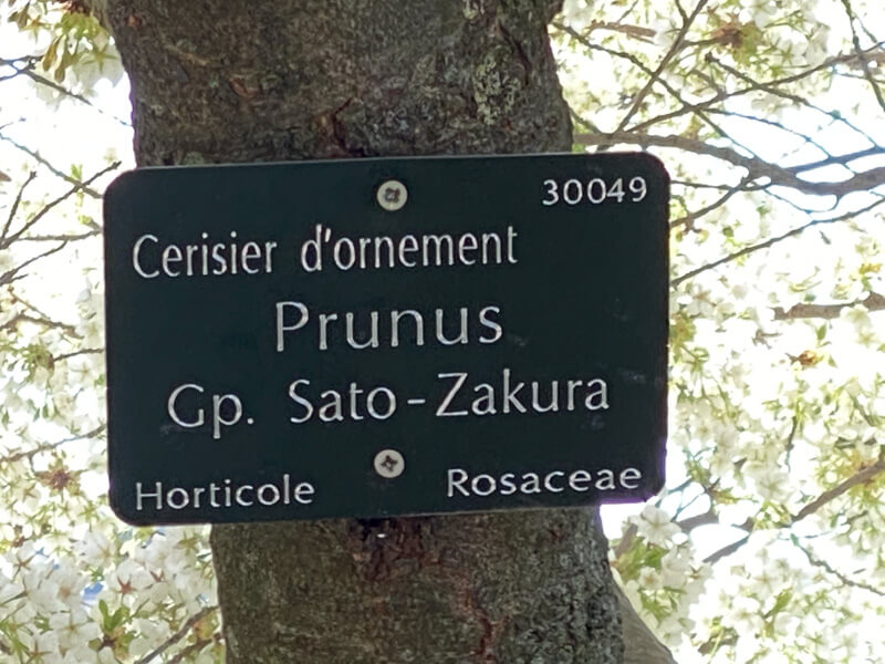 Cerisier du Japon, Prunus Gp. Sato-Zakura, au printemps dans le Jardin des plantes, Paris 5e (75)