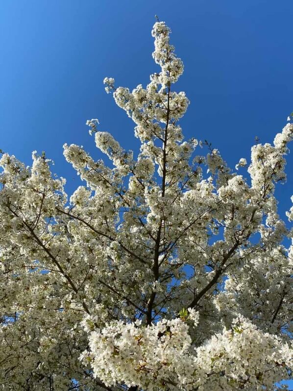 Cerisier du Japon, Prunus Gp. Sato-Zakura, au printemps dans le Jardin des plantes, Paris 5e (75)