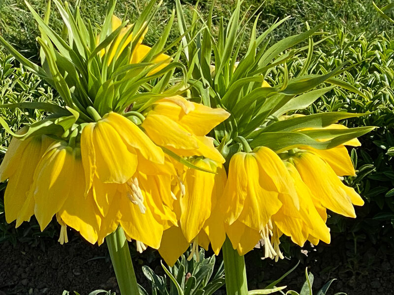 Couronne impériale, Fritillaria imperialis 'Lutea', au printemps dans le Jardin des plantes, Paris 5e (75)