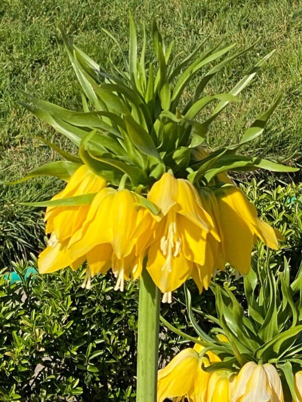 Couronne impériale, Fritillaria imperialis 'Lutea', au printemps dans le Jardin des plantes, Paris 5e (75)