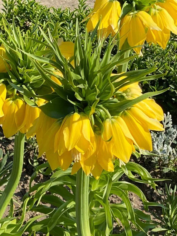 Couronne impériale, Fritillaria imperialis 'Lutea', au printemps dans le Jardin des plantes, Paris 5e (75)