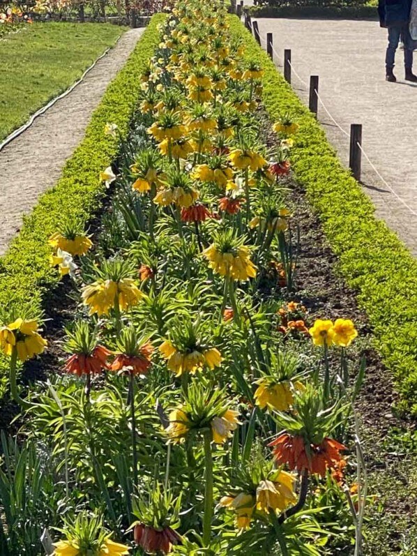 Plate-bande de couronnes impériales, Fritillaria imperialis 'Lutea', au printemps dans le Jardin des plantes, Paris 5e (75)