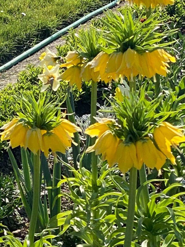 Couronne impériale, Fritillaria imperialis 'Lutea', au printemps dans le Jardin des plantes, Paris 5e (75)