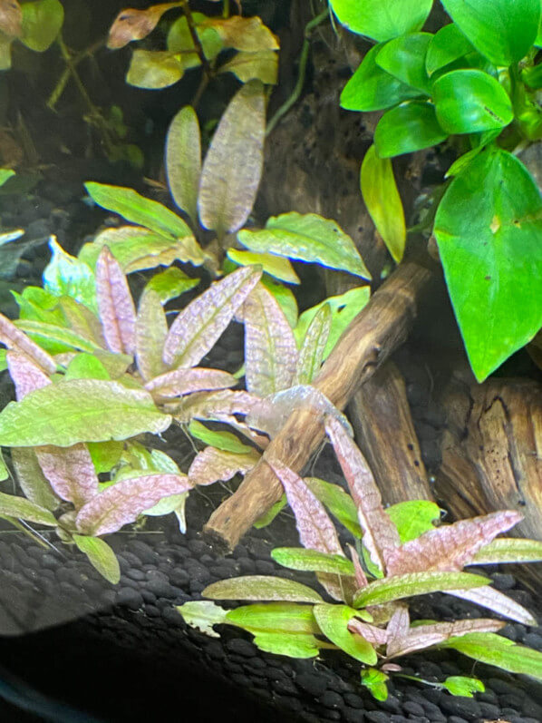 Cryptocoryne 'Flamingo', nano aquarium, Paris 19e (75)