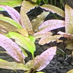 Cryptocoryne 'Flamingo', nano aquarium, Paris 19e (75)