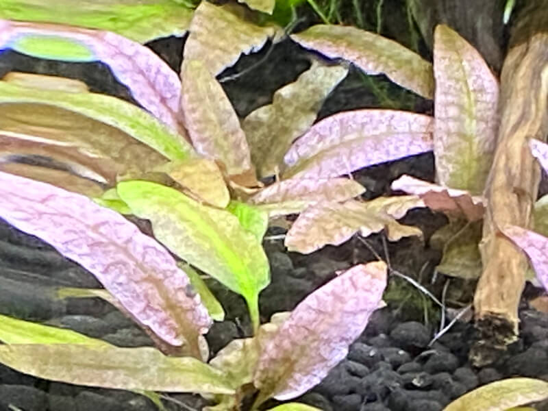 Cryptocoryne 'Flamingo', nano aquarium, Paris 19e (75)