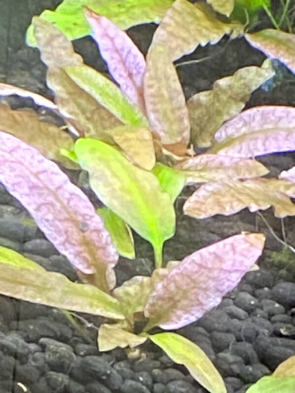 Cryptocoryne 'Flamingo', nano aquarium, Paris 19e (75)