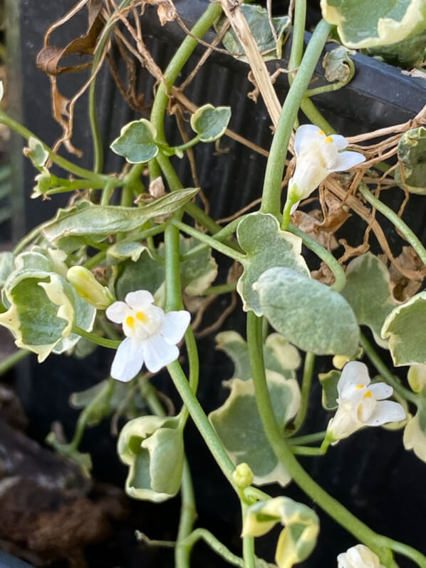 Cymbalaria muralis 'Snow Wave', fleur, au printemps sur mon balcon parisien, Paris 19e (75)