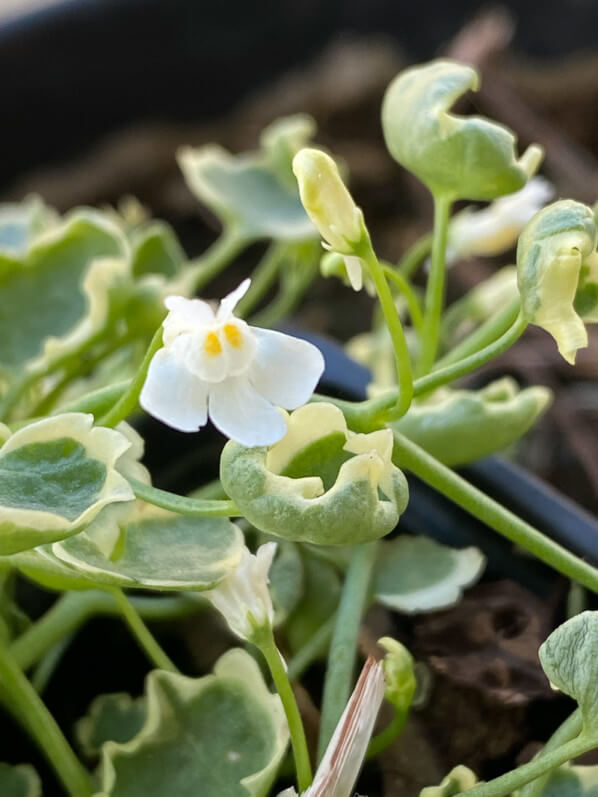 Cymbalaria muralis 'Snow Wave', fleur, au printemps sur mon balcon parisien, Paris 19e (75)