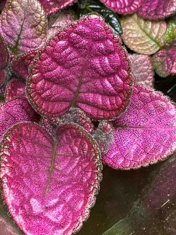 Episcia 'Strawberry Mist', feuillage rose, Gesnériacées, plante d'intérieur, Paris 19e (75)