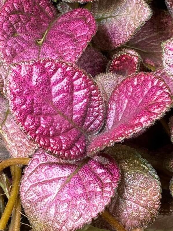 Episcia 'Strawberry Mist', feuillage rose, Gesnériacées, plante d'intérieur, Paris 19e (75)