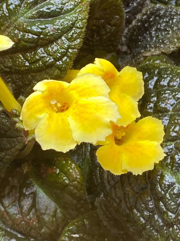 Episcia 'Suomi', Gesnériacées, plante d'intérieur, terrarium, Paris 19e (75)