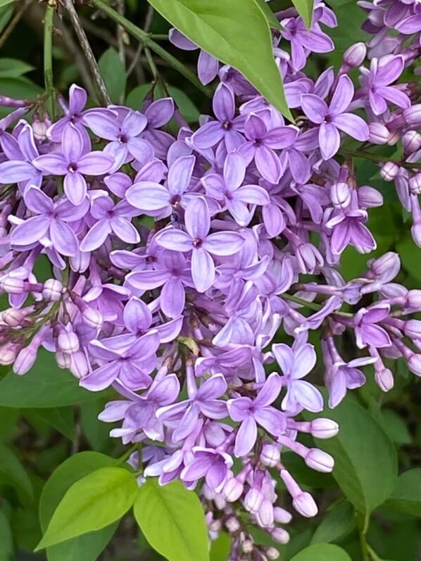 Lilas au printemps dans le parc Montsouris, Paris 14e (75)