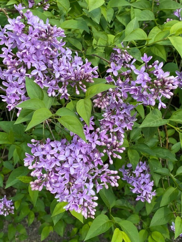 Lilas au printemps dans le parc Montsouris, Paris 14e (75)