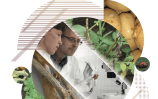 Maladies, ravageurs et désordres de la pomme de terre. FN3PT, le Gnis/Semae et Arvalis-Institut du végétal, avril 2021