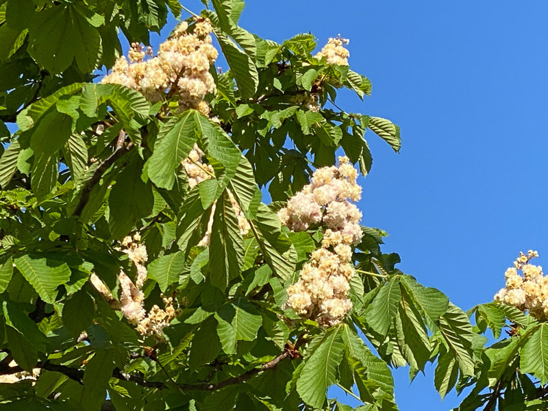 Marronnier, Aesculus hippocastanum 'Baumannii', arbre, Paris 20ème (75)