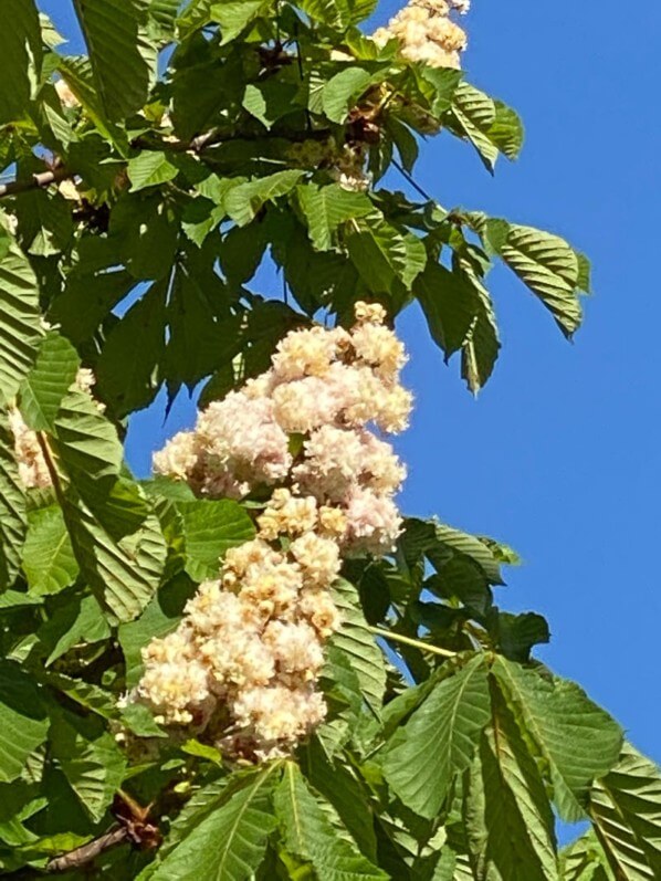 Marronnier, Aesculus hippocastanum 'Baumannii', arbre, Paris 20ème (75)