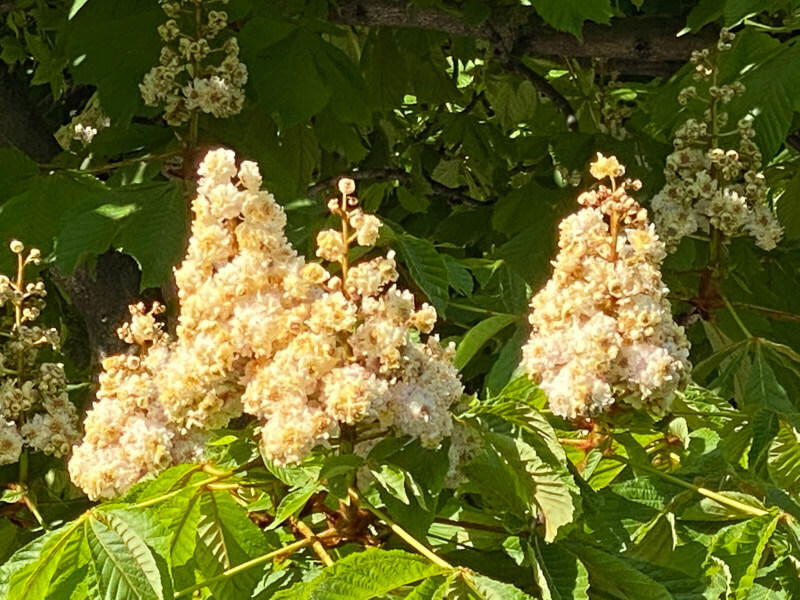 Marronnier, Aesculus hippocastanum 'Baumannii', arbre, Paris 20ème (75)