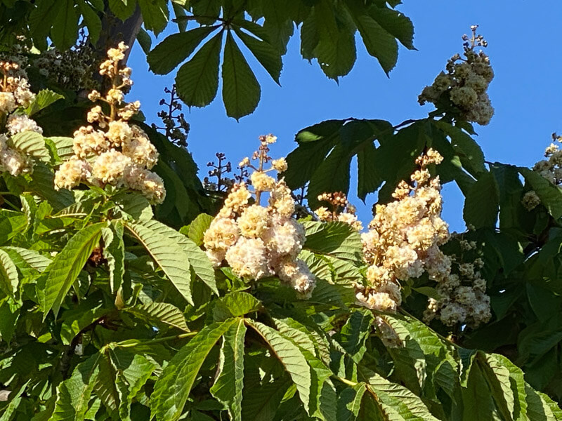 Marronnier, Aesculus hippocastanum 'Baumannii', arbre, Paris 20ème (75)