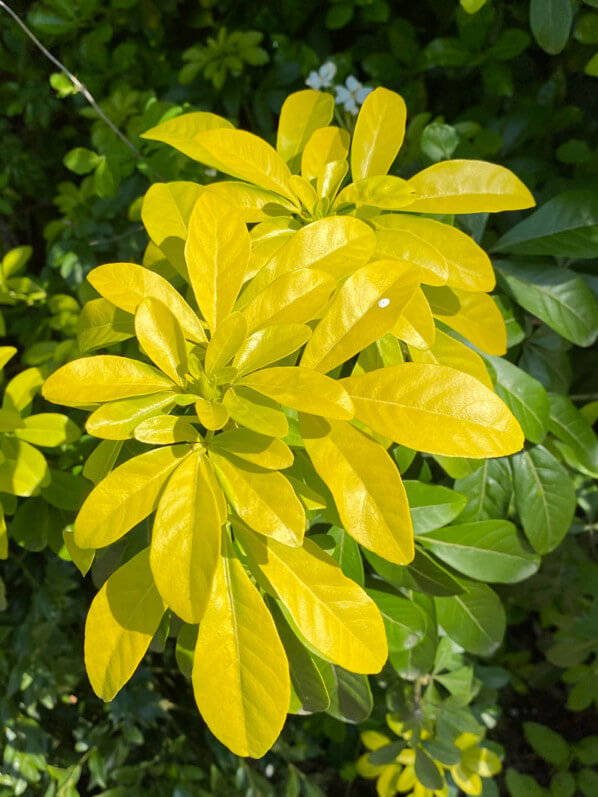 Oranger du Mexique, Choisya ternata 'Sundance', au printemps dans le parc Montsouris, Paris 14e (75)