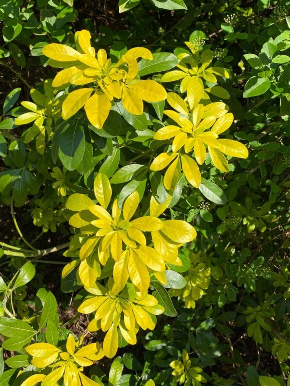 Oranger du Mexique, Choisya ternata 'Sundance', au printemps dans le parc Montsouris, Paris 14e (75)