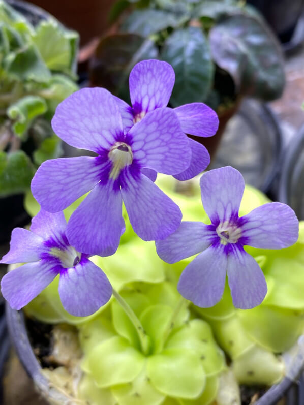 Lire la suite à propos de l’article Joli quatuor de fleurs pour Pinguicula ‘Tina’