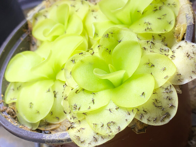 Pinguicula 'Tina', plante carnivore, Paris 19e (75), 14 avril 2021, photo Alain Delavie