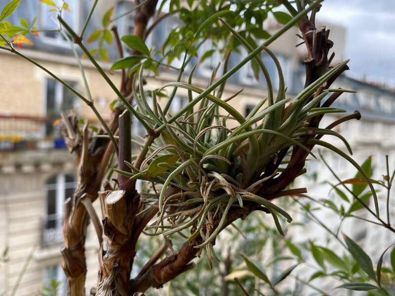 Tillandsia suspendu dans un Nandina au printemps sur mon balcon parisien, Paris 19e (75)