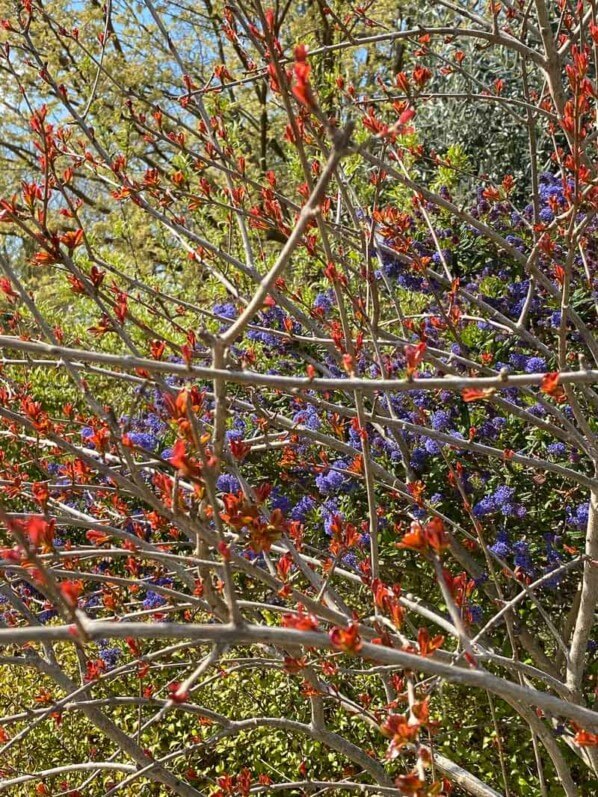 Arbuste aux jeunes feuilles rouges et céanothe au printemps dans le parc Montsouris, Paris 14e (75)