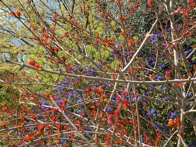 Arbuste aux jeunes feuilles rouges et céanothe au printemps dans le parc Montsouris, Paris 14e (75)