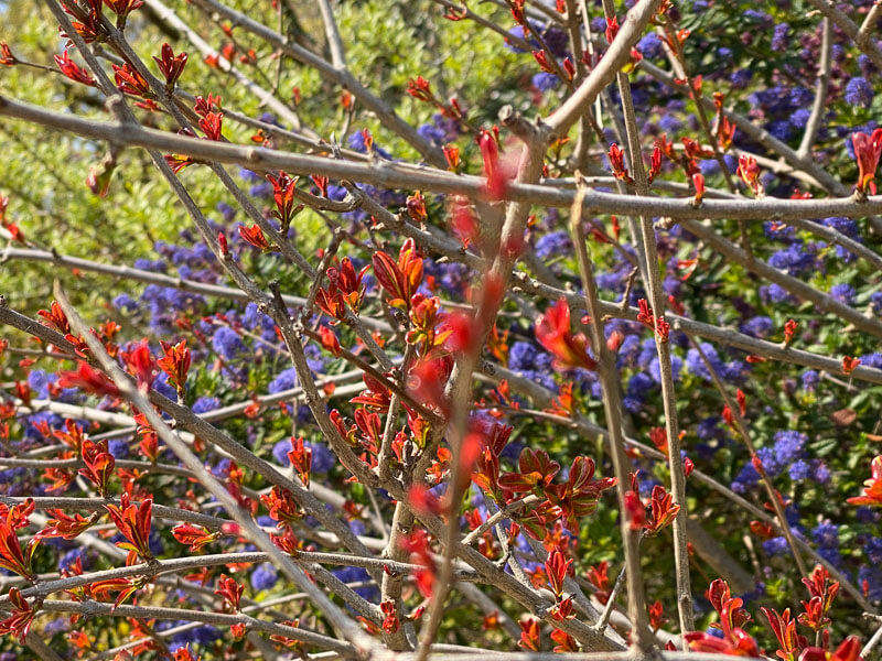 Arbuste aux jeunes feuilles rouges et céanothe au printemps dans le parc Montsouris, Paris 14e (75)