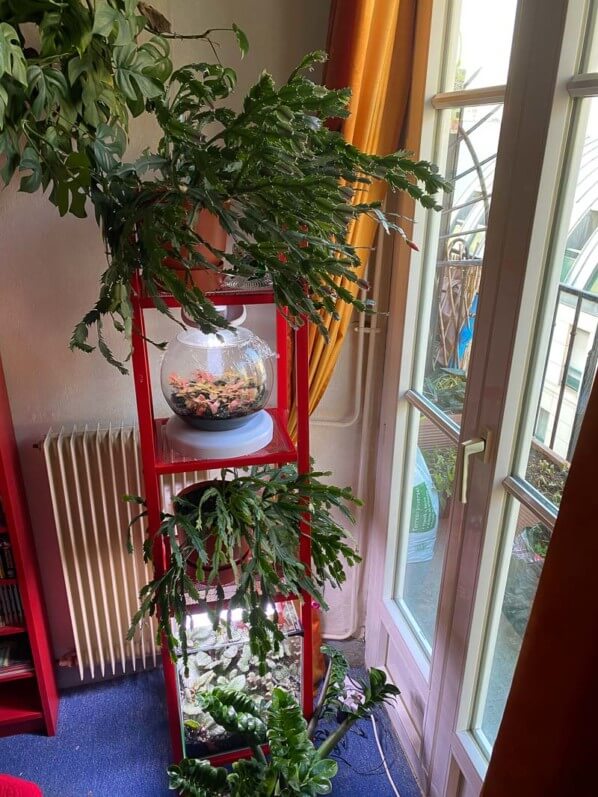 Cactus de Noël (Schlumbergera) sur une étagère, plante d'intérieur, Paris 19e (75)